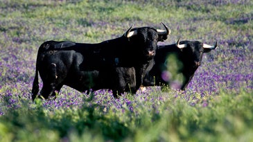 Are Fighting Bulls Spain's Next Great Delicacy?