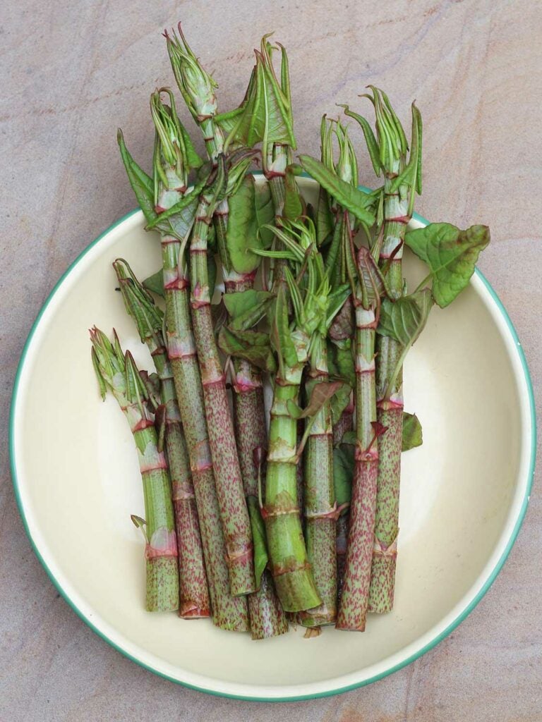 Japanese knotweed, *Reynoutria japonica*