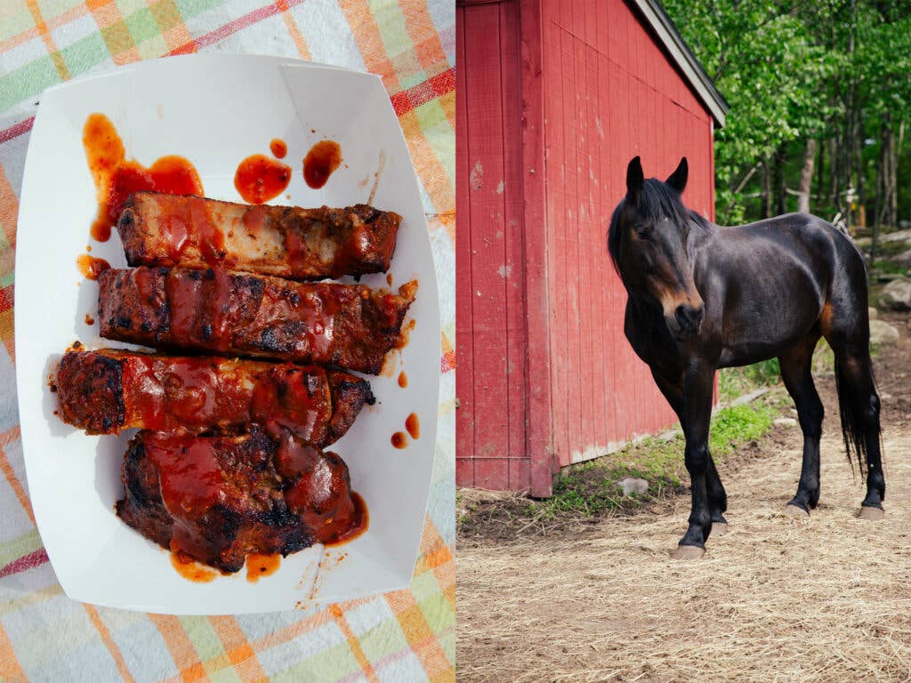 Ribs and a Horse