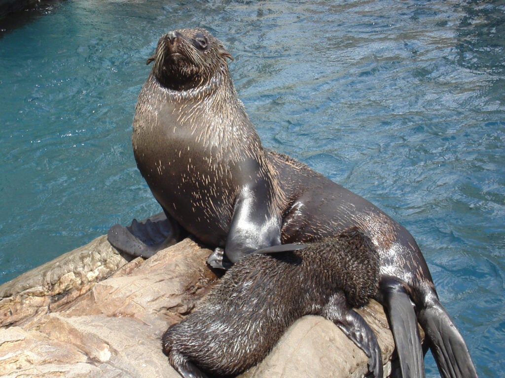 Alaskan Nursing Home Residents are Fighting for the Right to Eat Seal Blubber