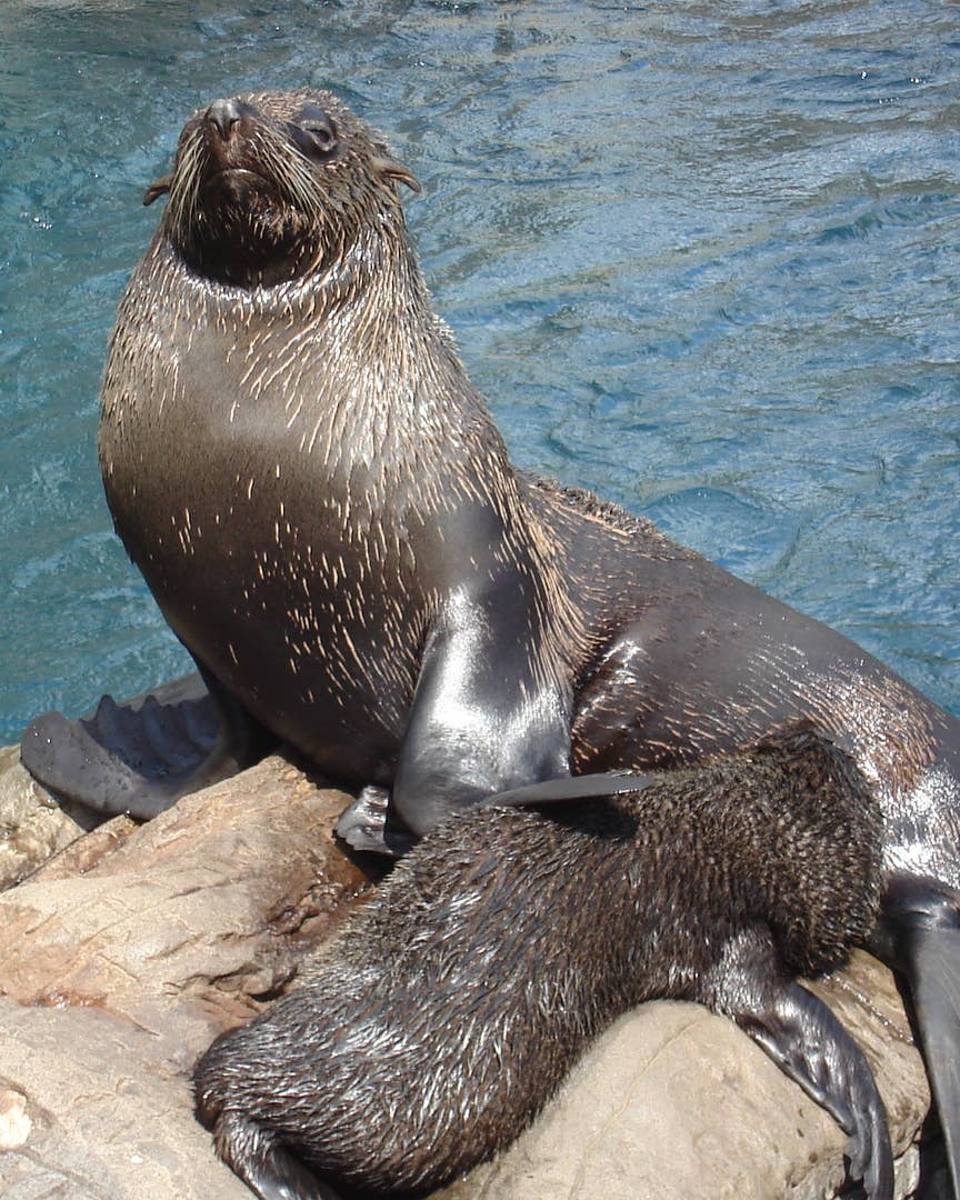 Alaskan Nursing Home Residents are Fighting for the Right to Eat Seal Blubber