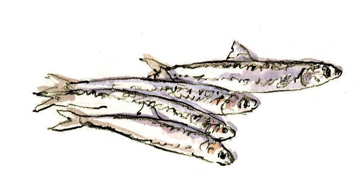 "anchovy