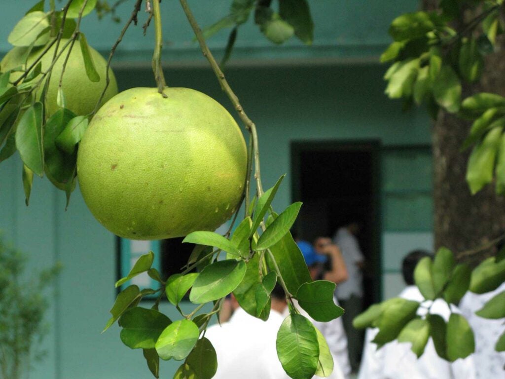 Pomelo (Bưởi)