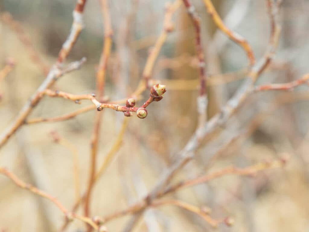 Grow NYC Budding Berries