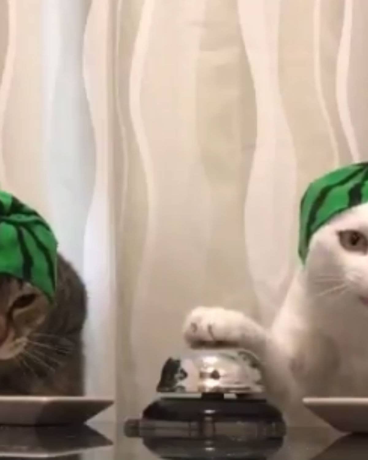 Watch These Adorable Fruit-Hat-Wearing Cats Ring Bells For Food