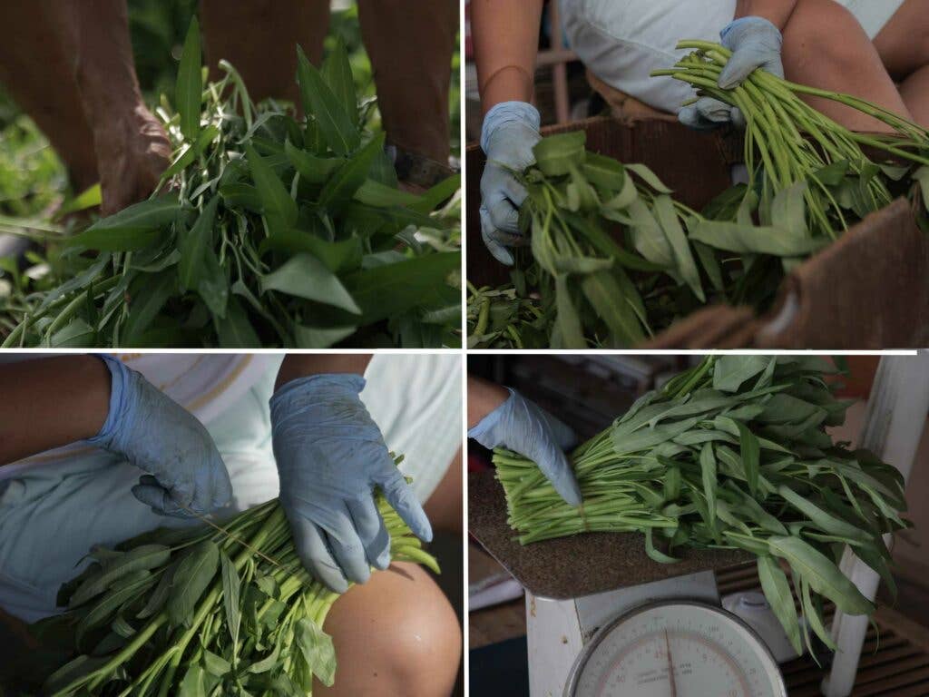 water spinach