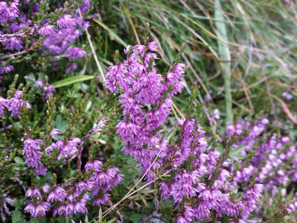 heather blossoms scotland