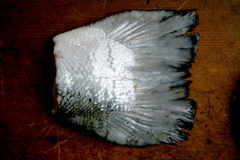 httpswww.saveur.comsitessaveur.comfilesimport2008images2008-05634-112_salmon27s_other_flavorful_parts_4_480.jpg