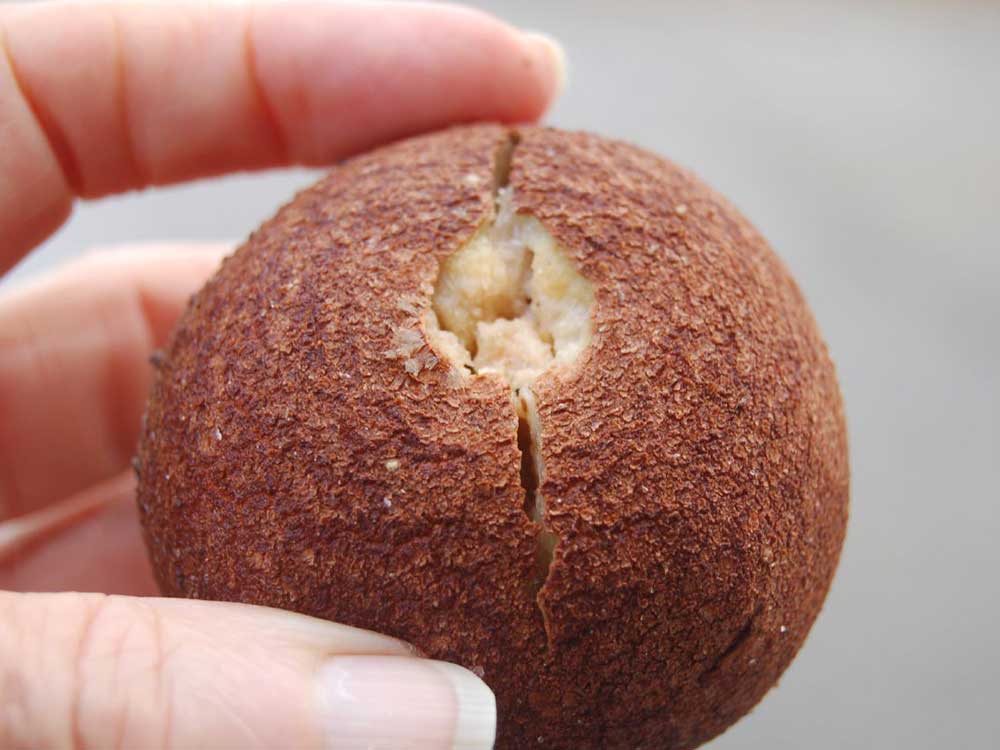 Sapodilla (Hồng Xiêm)