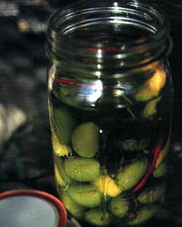 Green Olives Marinated with Wild Fennel
