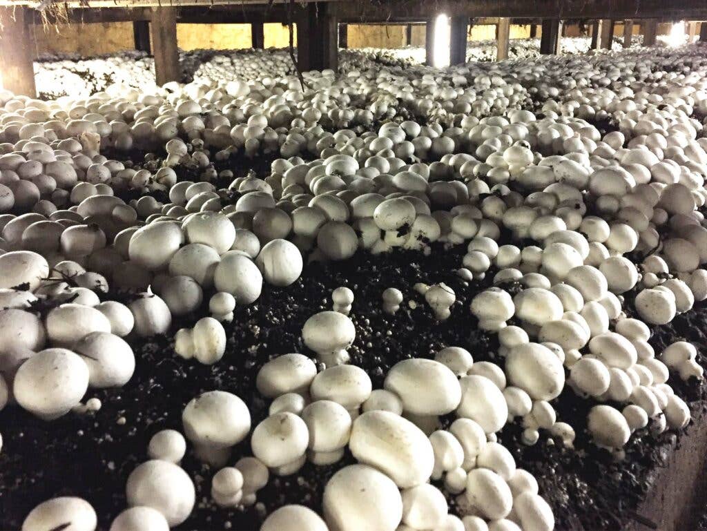 White Button Mushrooms