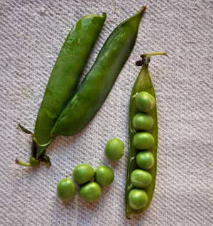 Young Green Peas