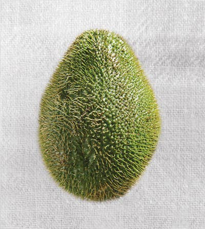 httpswww.saveur.comsitessaveur.comfilesimport2010images2010-02634-127_spiny_chayote.jpg