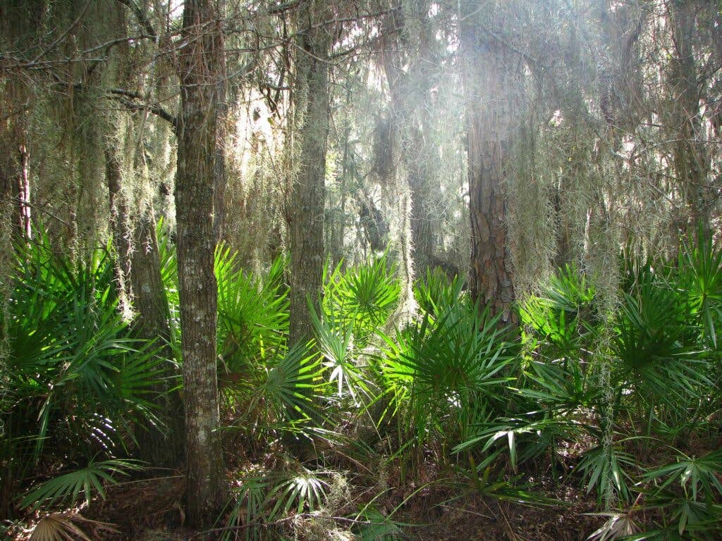 sapelo island