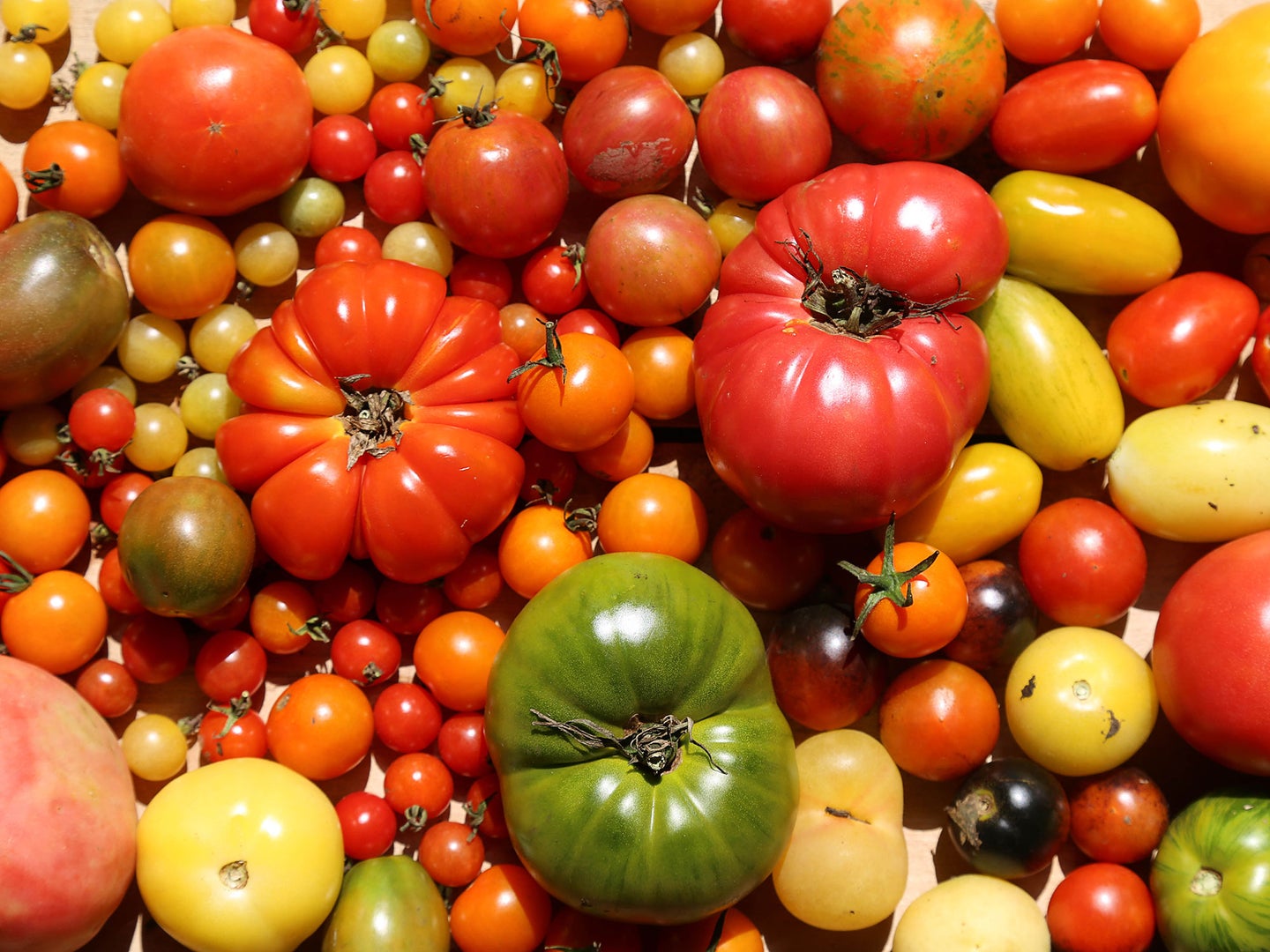 Basketful of Tomatoes for Tomato Recipes
