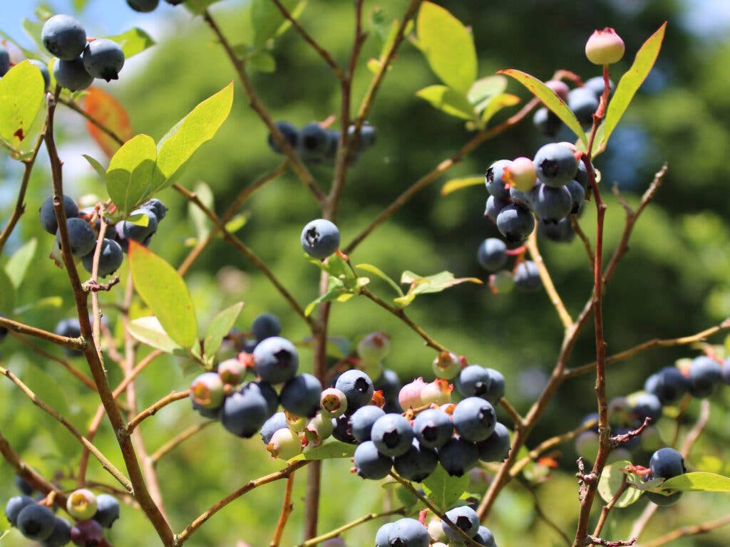 Rabbiteye Blueberries