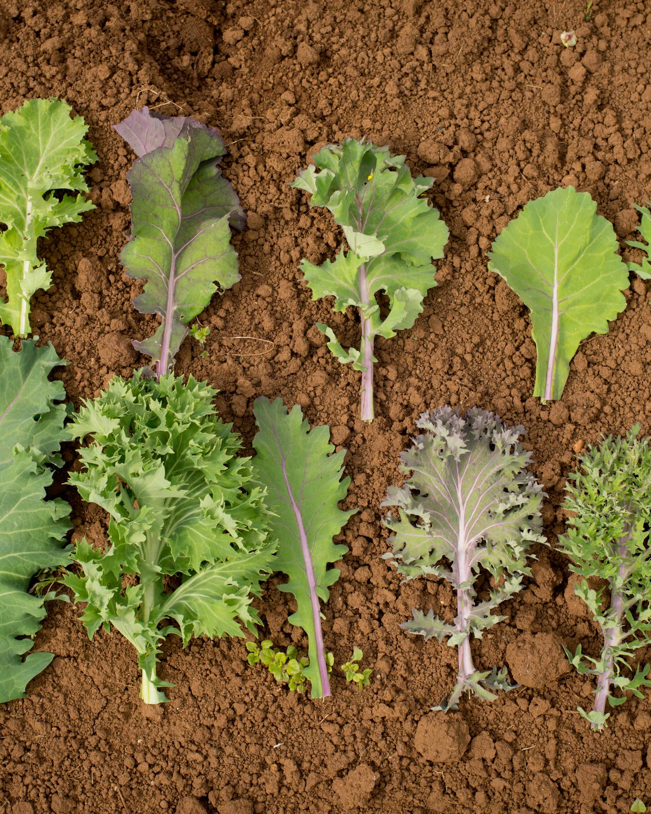 How to Grow Your Own Salad This Fall