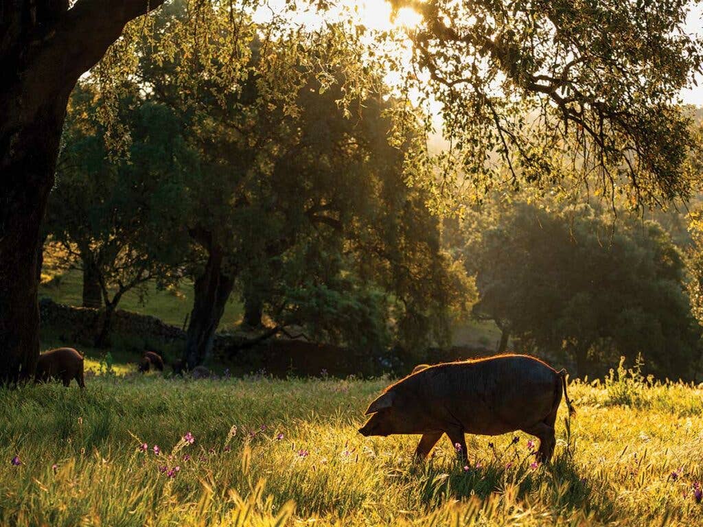 Black Iberian Pig