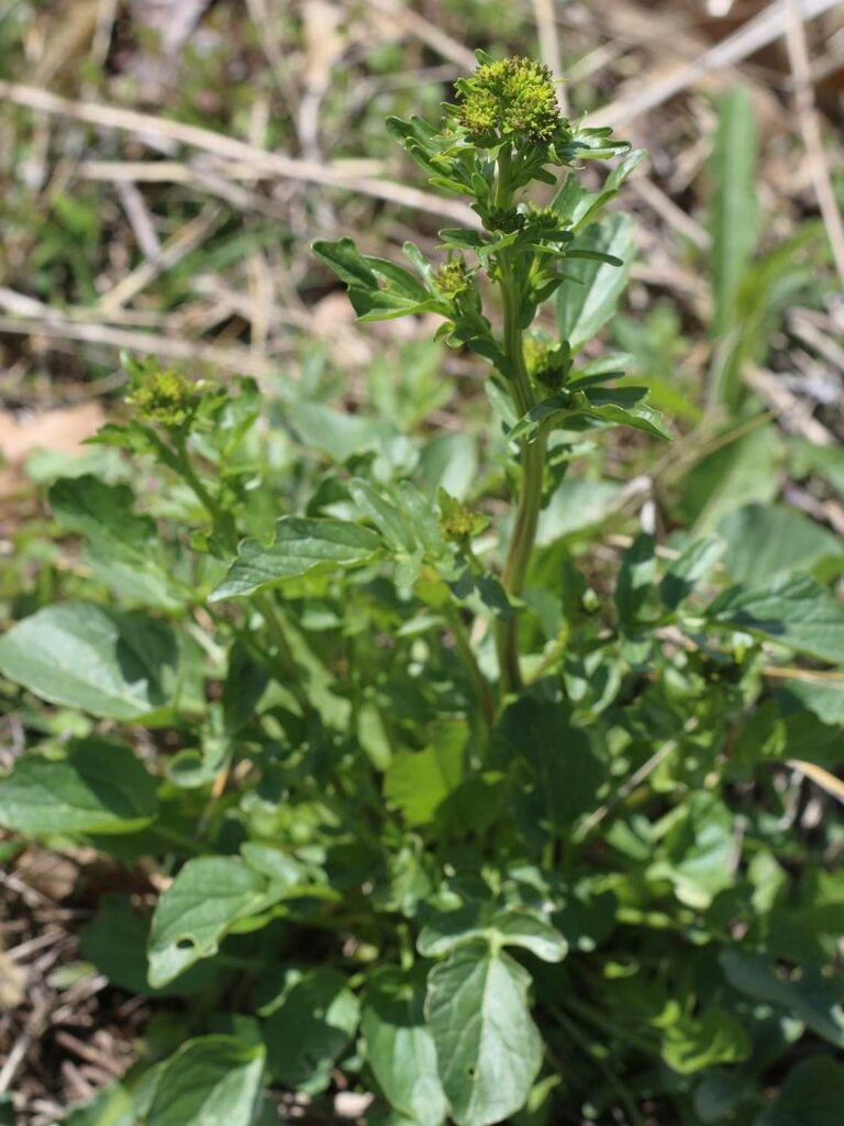 Wintercress, *Barbarea verna* & *B. vulgaris*