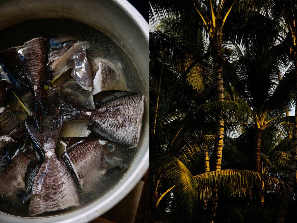fish boiling fish