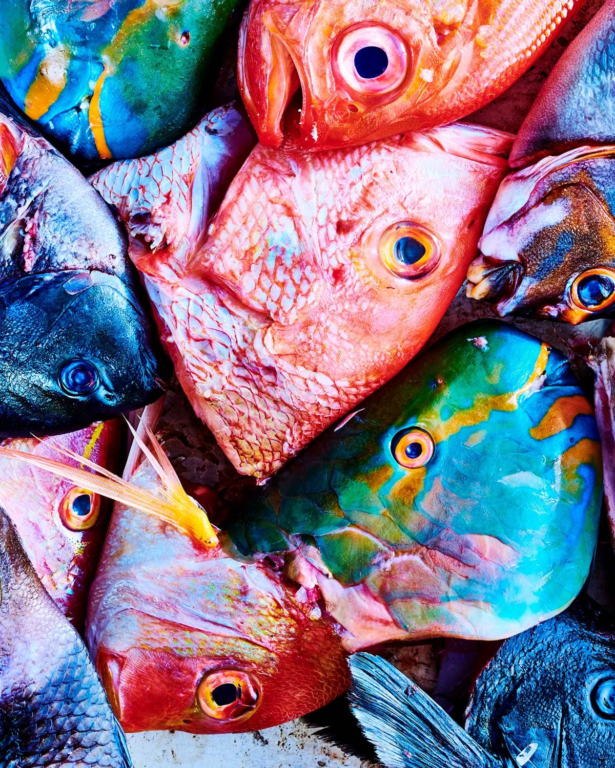 8 Exotic Fish You Should Know About