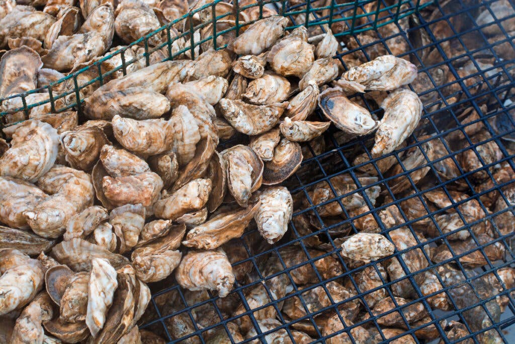 Oysters straight from the bay