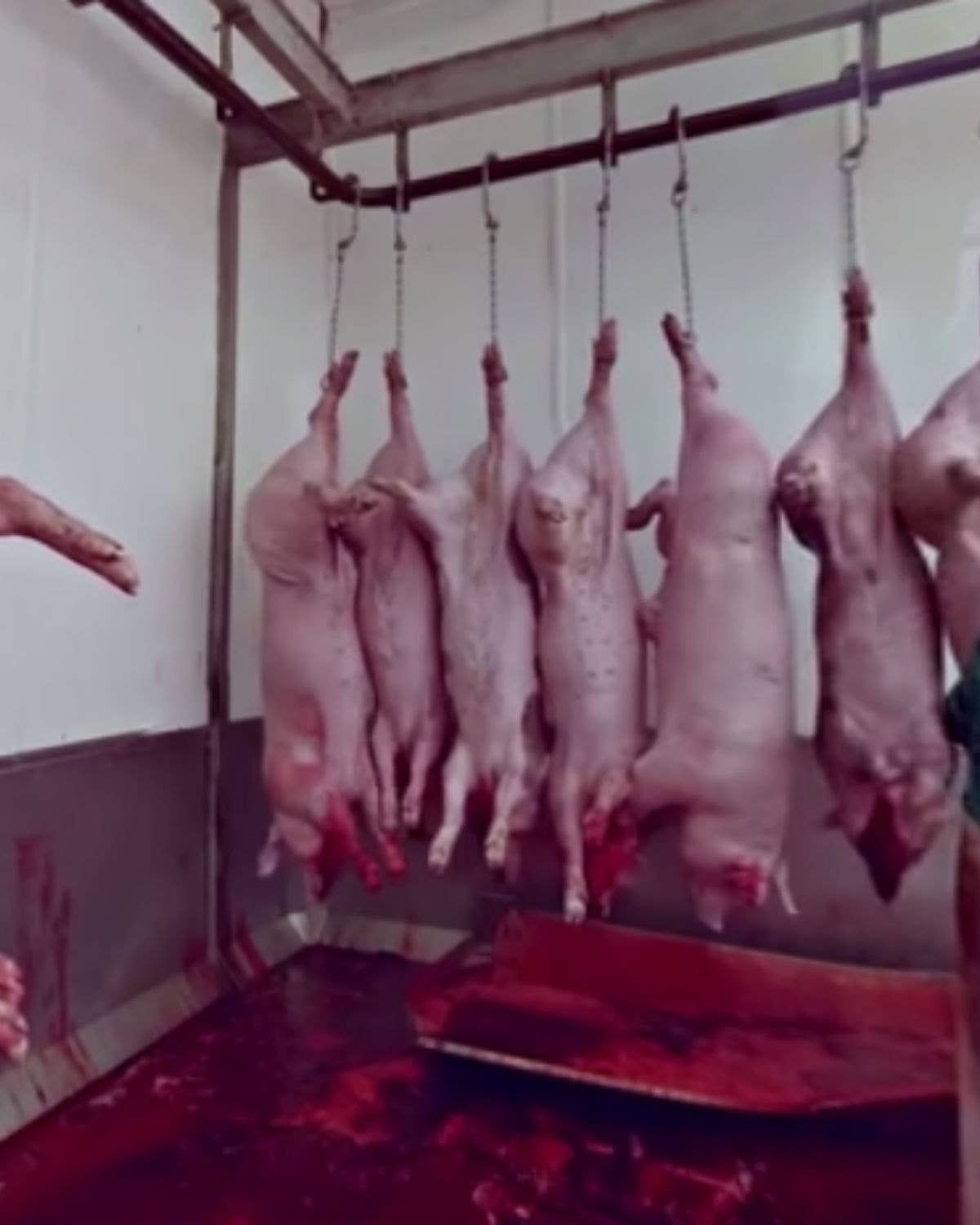 Follow Animal Welfare Groups Into the Slaughterhouse With Virtual Reality