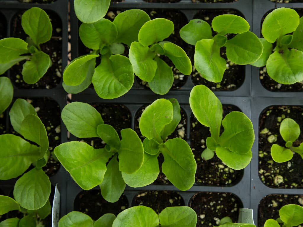 Grow NYC Baby Greens