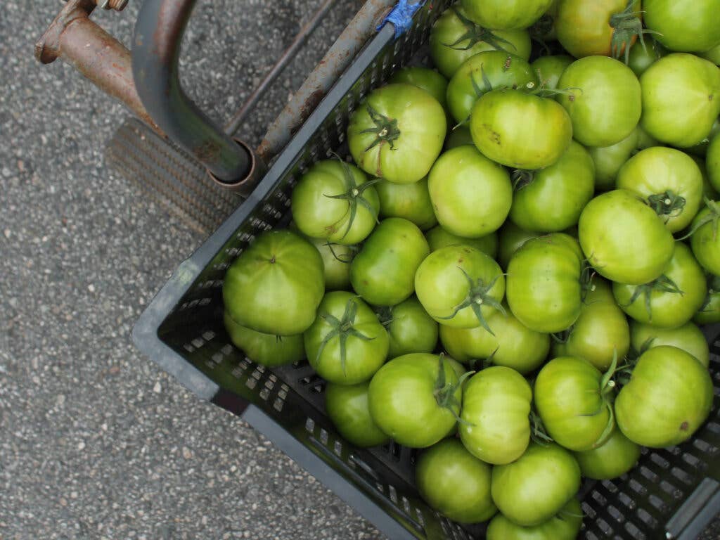 Green tomatoes