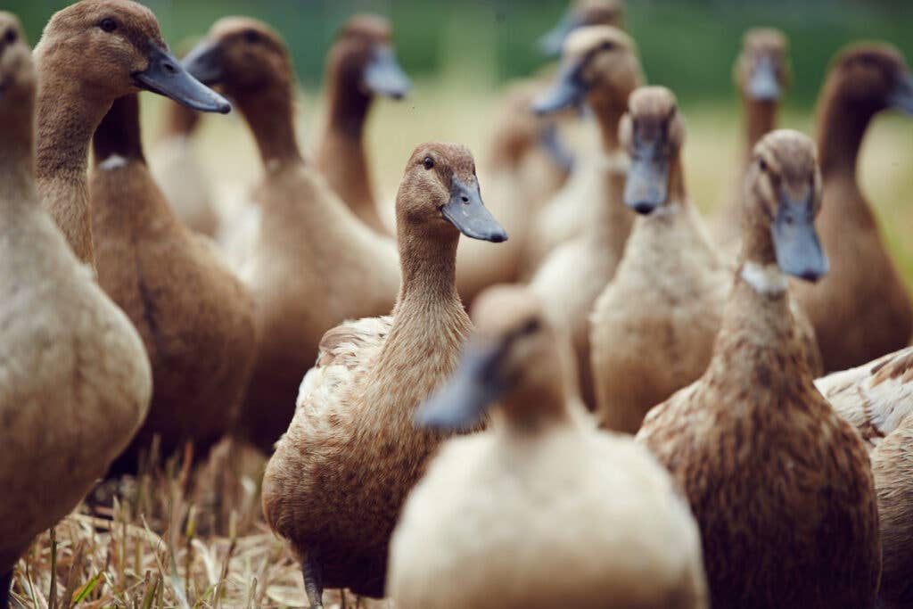 whatley farm ducks