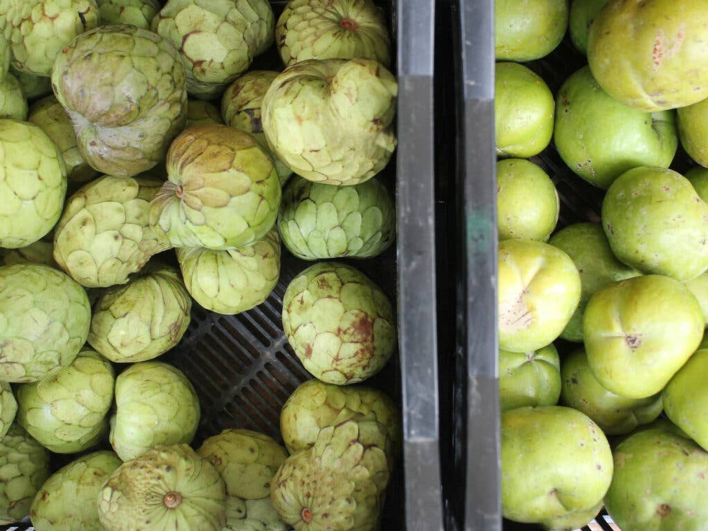 Cherimoyas and chayotes