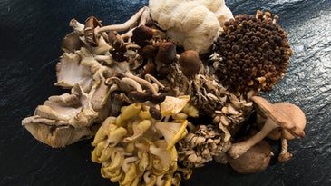What to Do with a Delivery of Wild Mushrooms