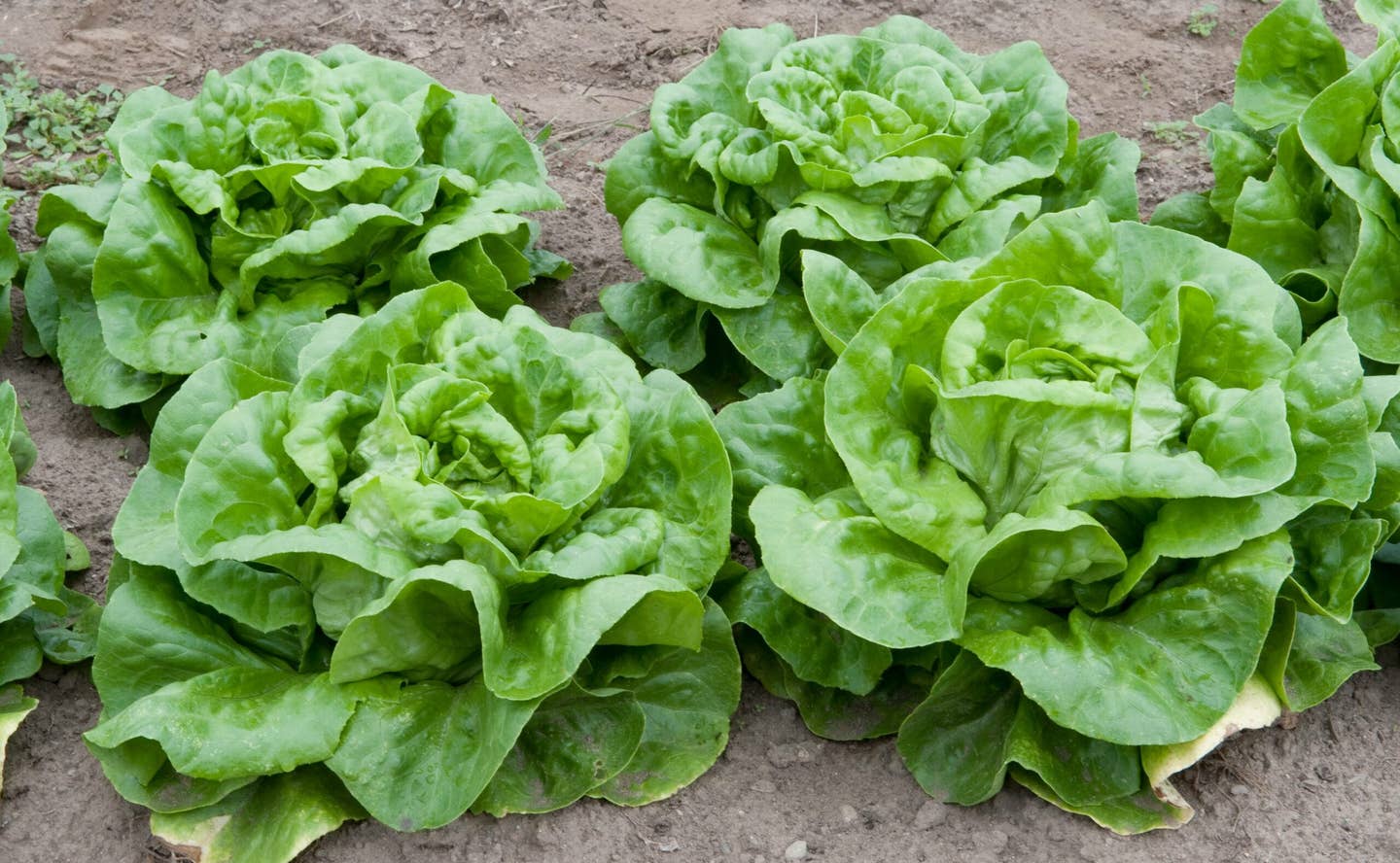 Your Leafy Greens Might Soon Be Harvested By Robots