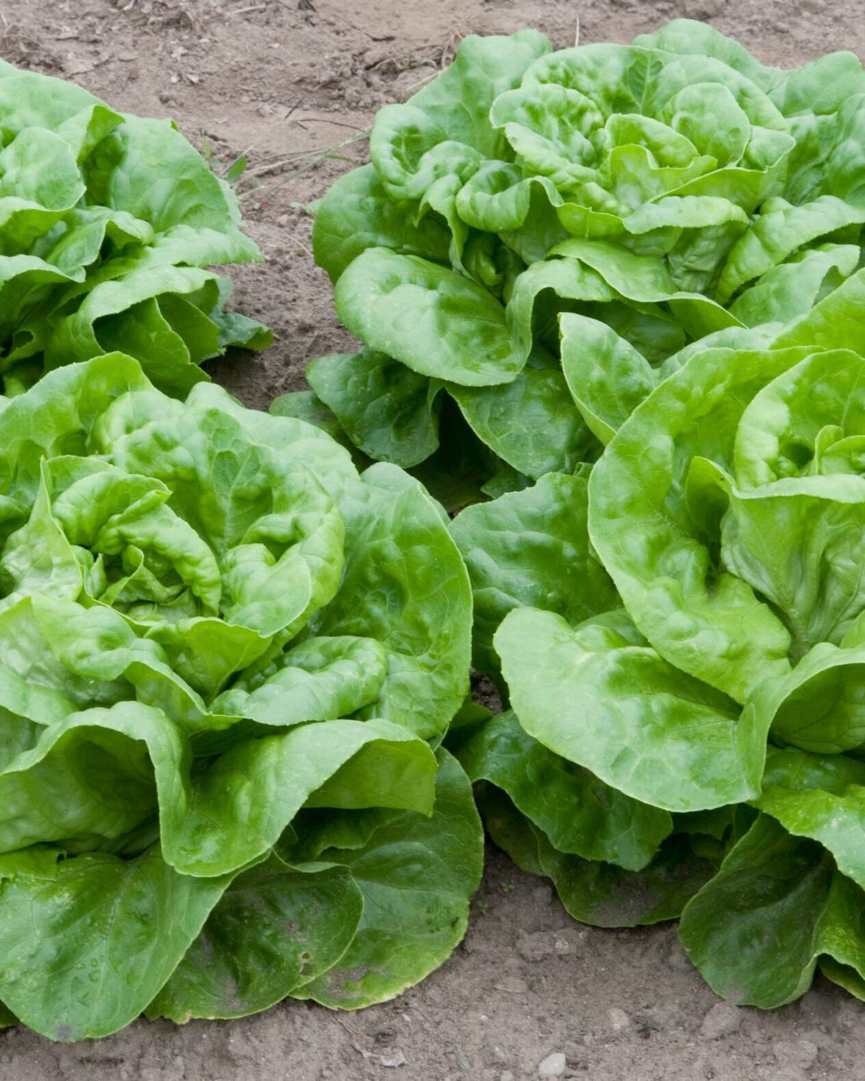 Your Leafy Greens Might Soon Be Harvested By Robots