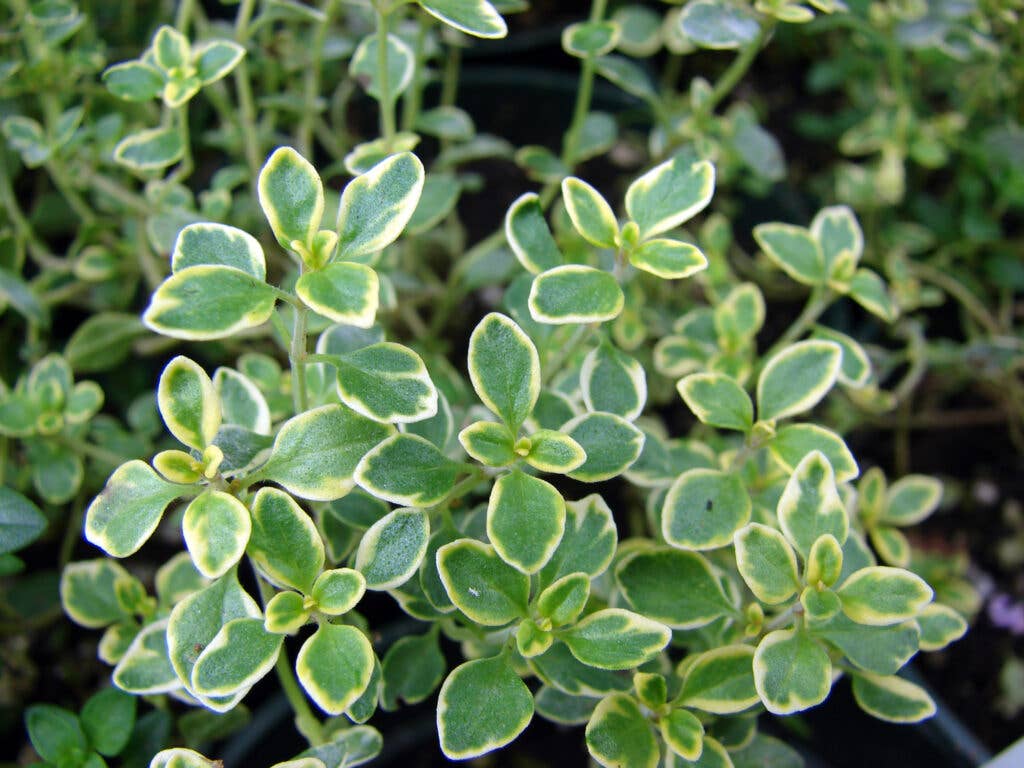 Lemon thyme