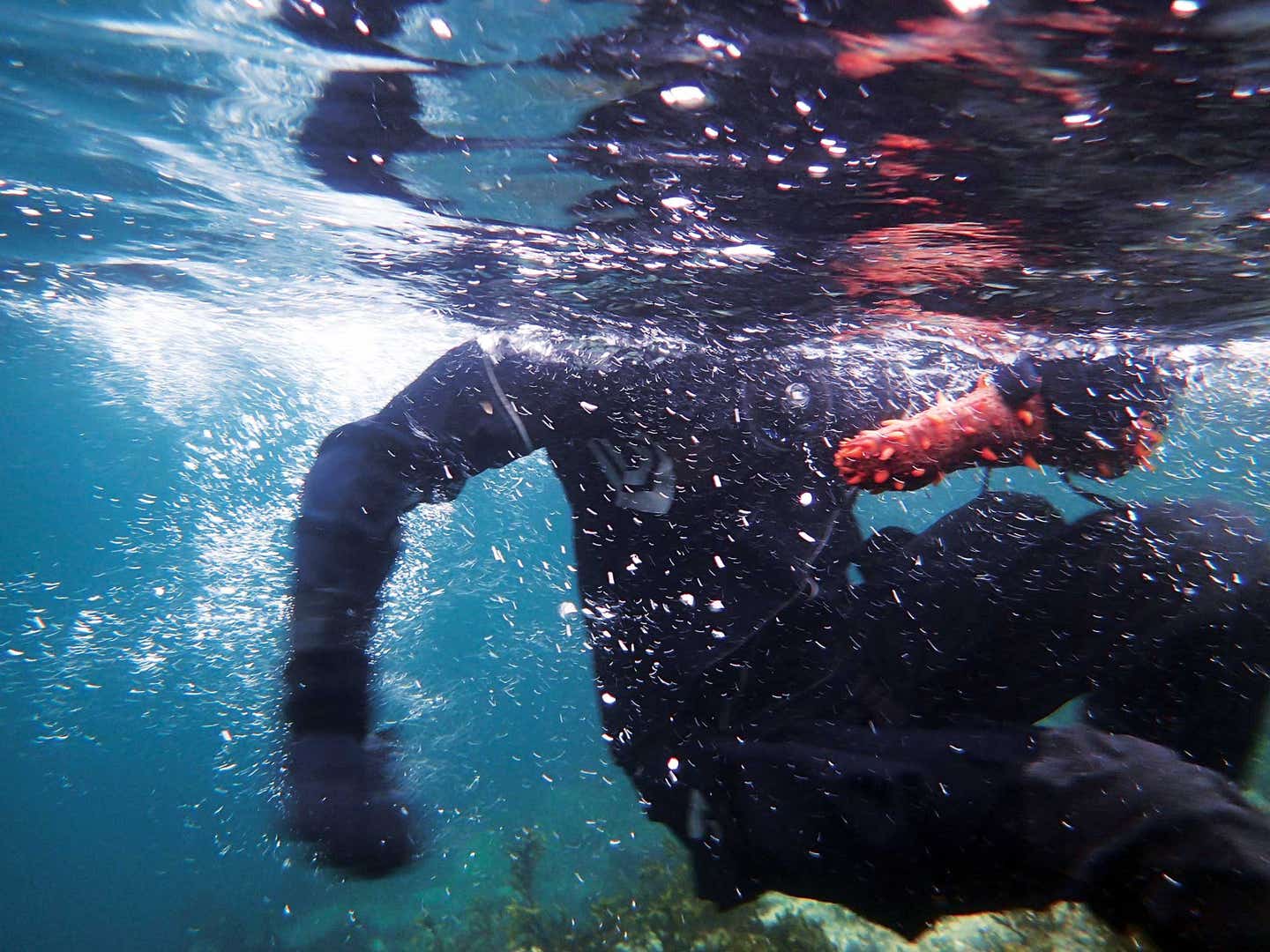 Surviving the Dive for Sea Cucumbers