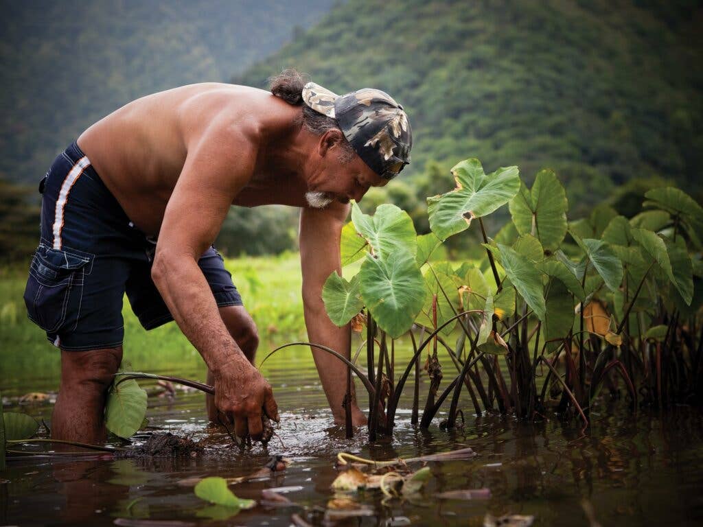 Harvesting Taro