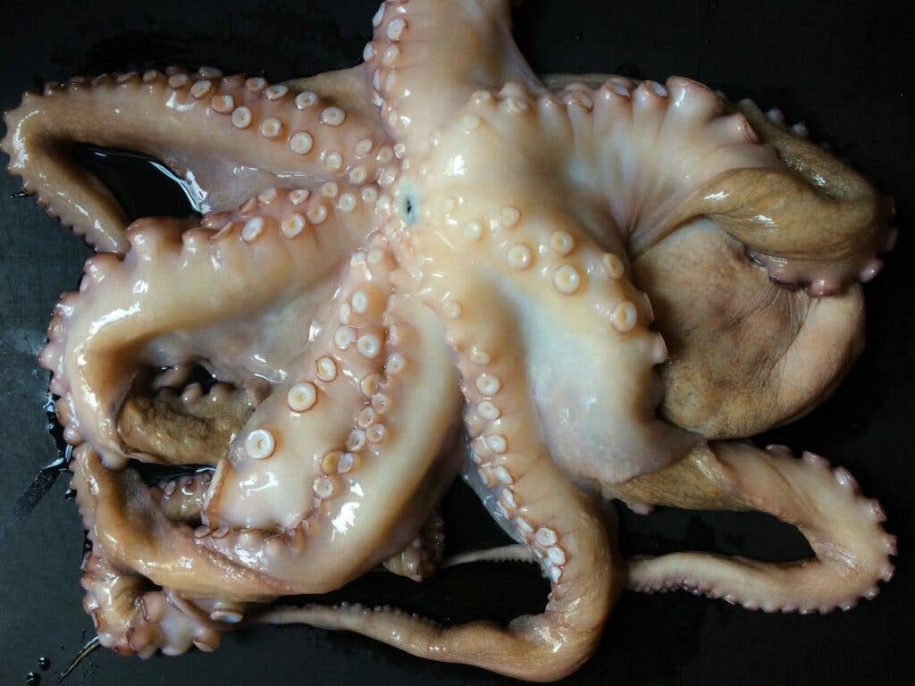 Octopus