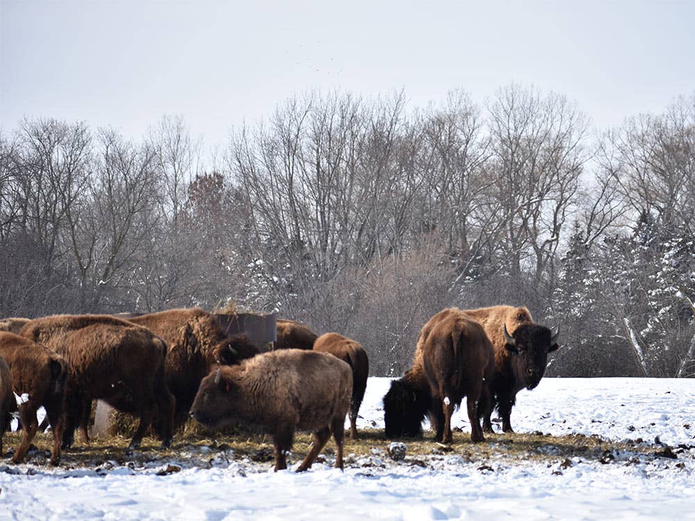 Bison Meat is Overtaking Cow’s Milk in America’s Dairyland