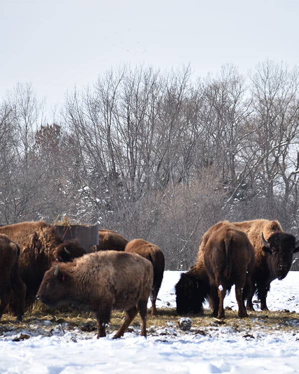 Bison Meat is Overtaking Cow’s Milk in America’s Dairyland