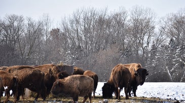 Bison Meat is Overtaking Cow's Milk in America’s Dairyland