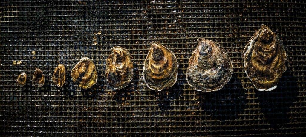 Oysters