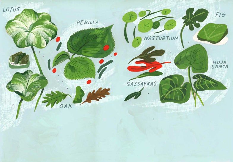 Illustration of leaves to cook with