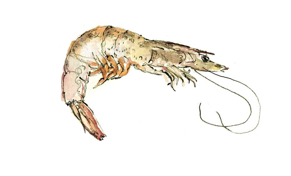 "shrimp"
