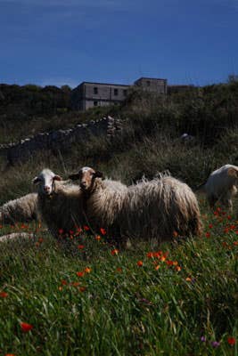 httpswww.saveur.comsitessaveur.comfilesimport2011images2011-027-SV136_-_Sicily_-_12.jpg