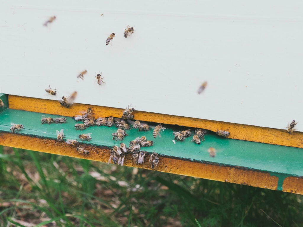 Croatia bees