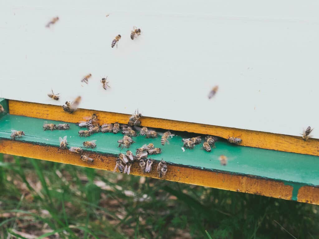 Croatia bees