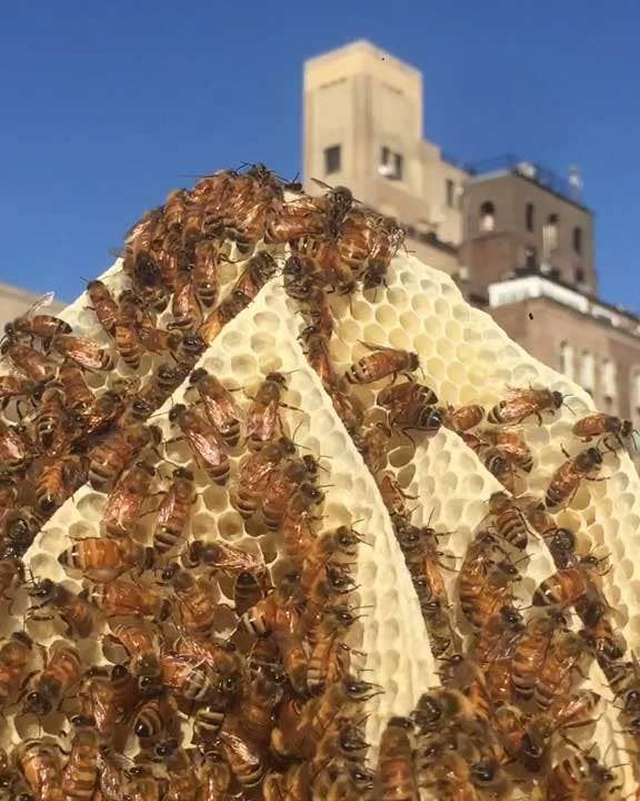 This Urban Beekeeper is Making Honey So Local it Tastes Like Your Neighborhood