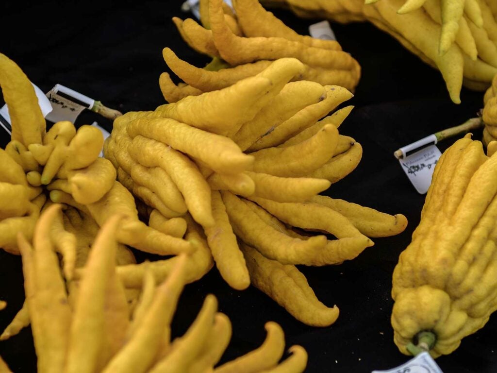 Buddha’s Hand (Phật Thủ)