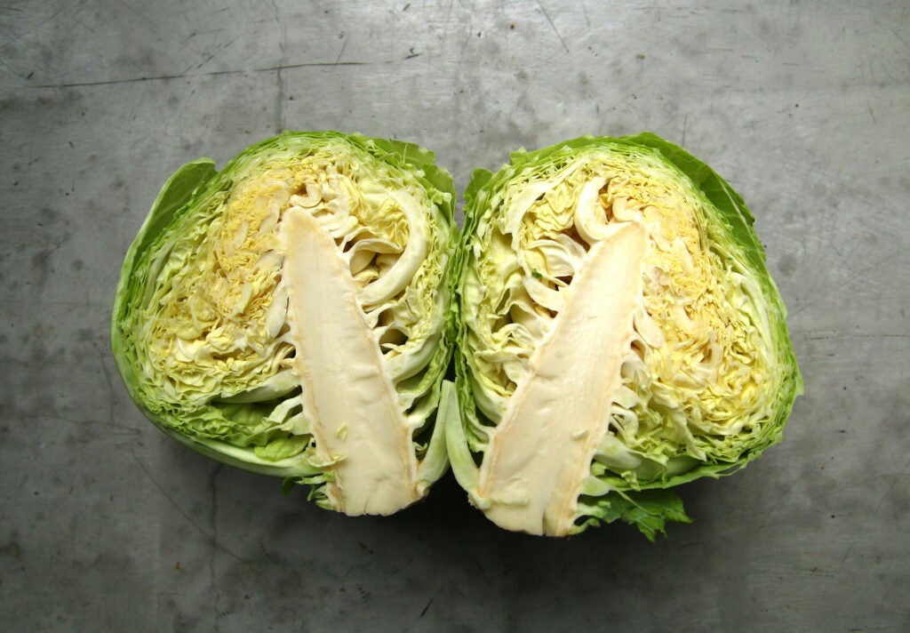 "Cabbage"